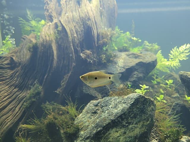 Three-Spot Gourami