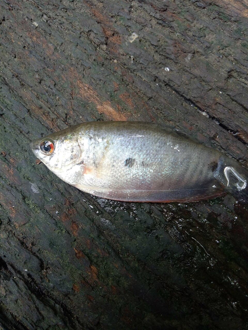 Three-Spot Gourami