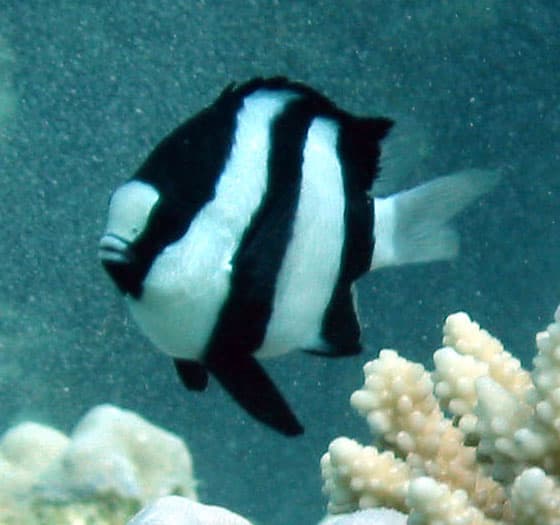 Three-Stripe Damselfish