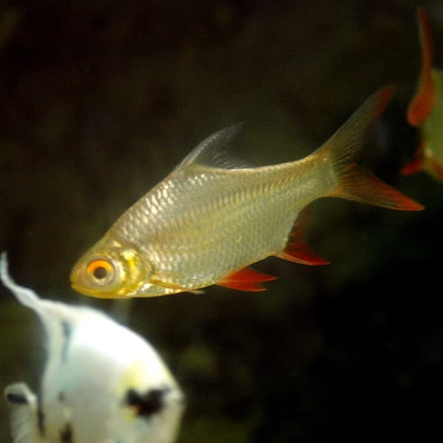 Tinfoil Barb