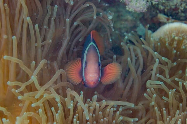 Tomato Clownfish