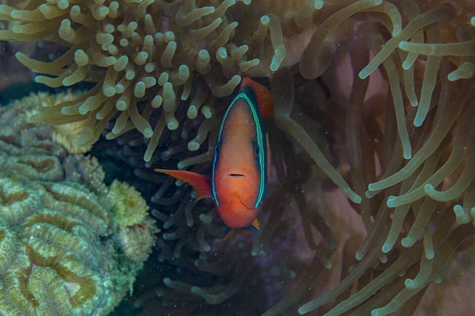 Tomato Clownfish