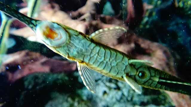 Twig Catfish
