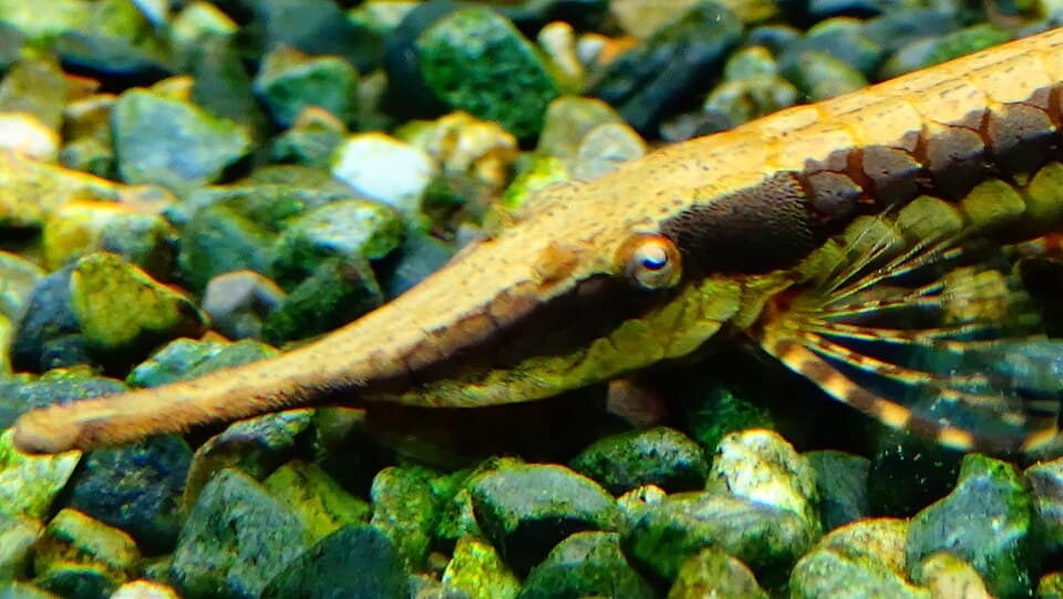 Twig Catfish