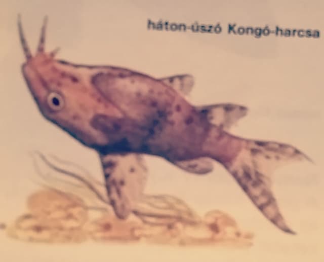 Upside-Down Catfish