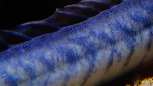 Violet Goby