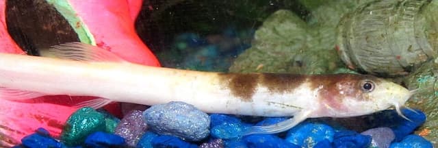 Weather Loach