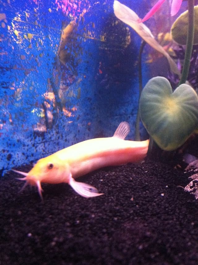 Weather Loach