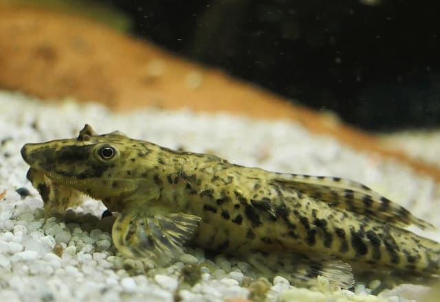 Whiptail Catfish