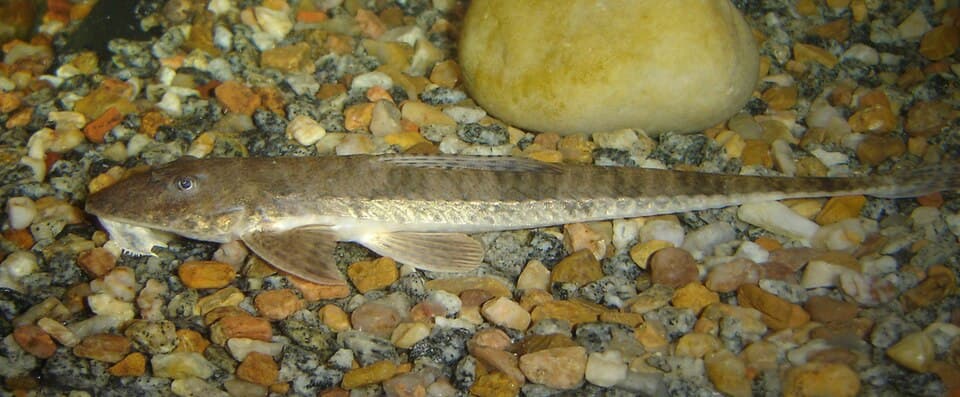Whiptail Catfish