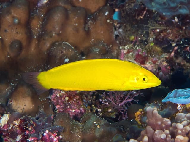 Yellow Coris Wrasse