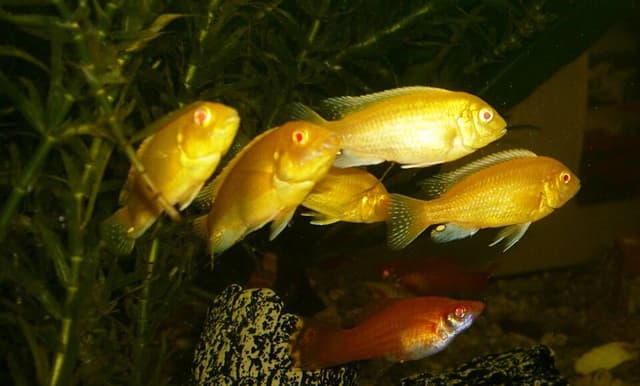 Yellow Lab Cichlid