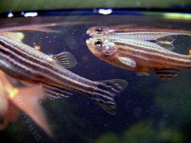 Zebra Danio