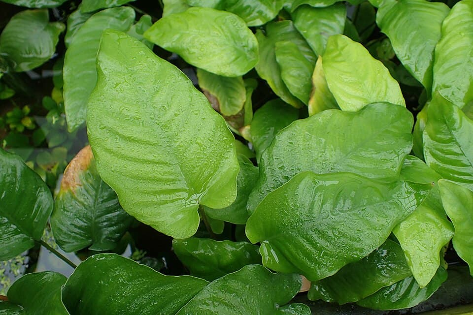 Anubias Barteri