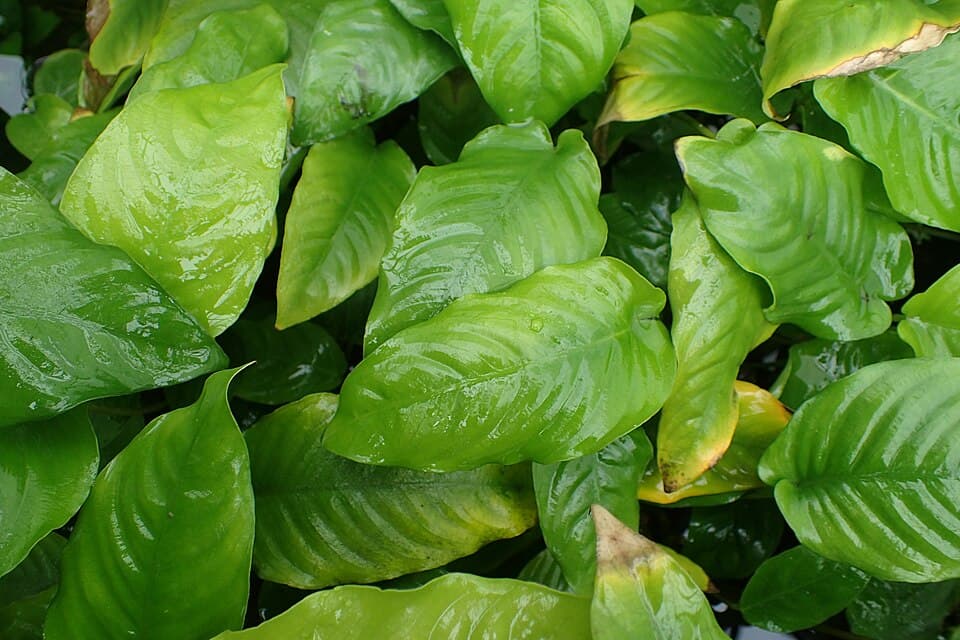 Anubias Coffeefolia