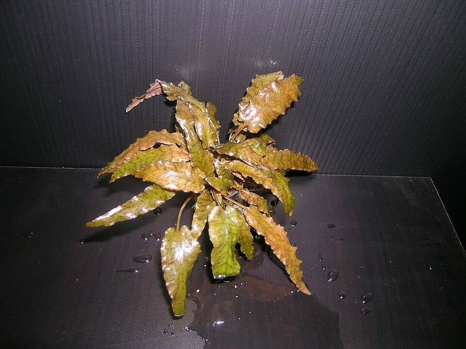 Cryptocoryne wendtii