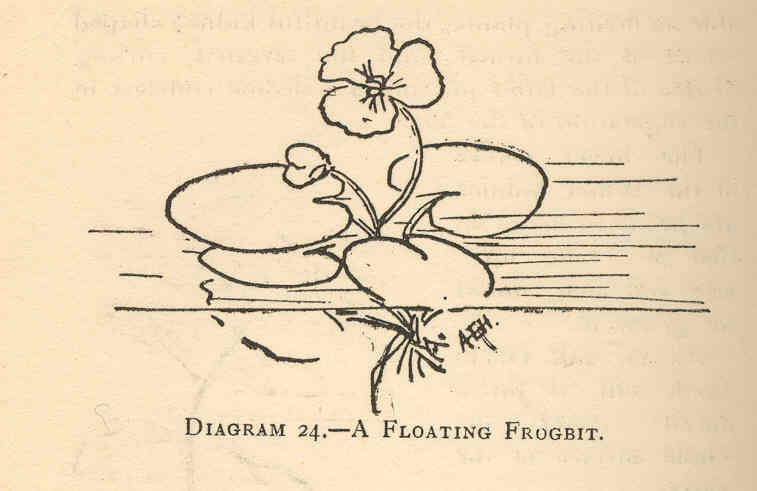 Amazon Frogbit