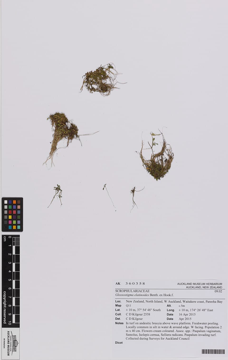 Glossostigma