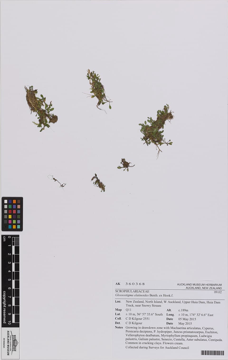 Glossostigma