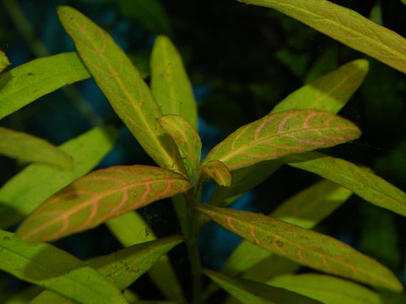 Hygrophila polysperma