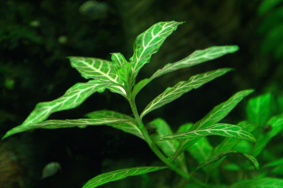 Hygrophila polysperma