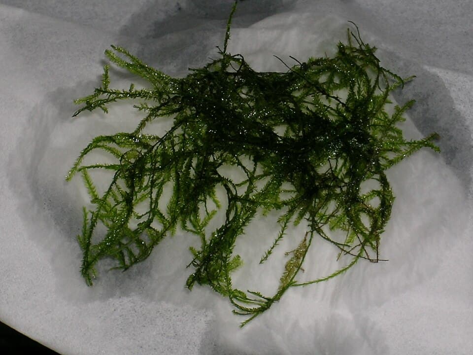 Java Moss