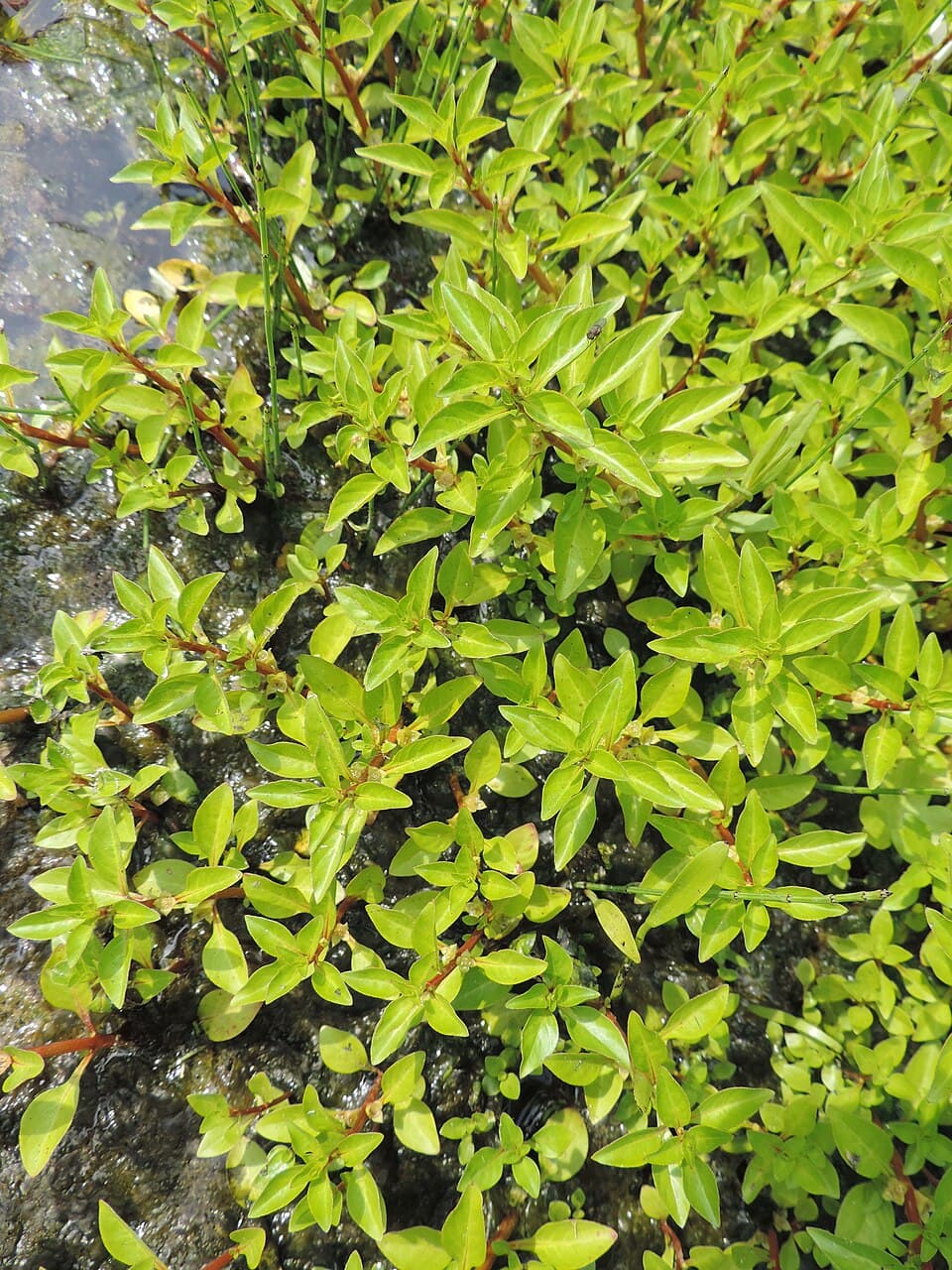 Ludwigia Super Red