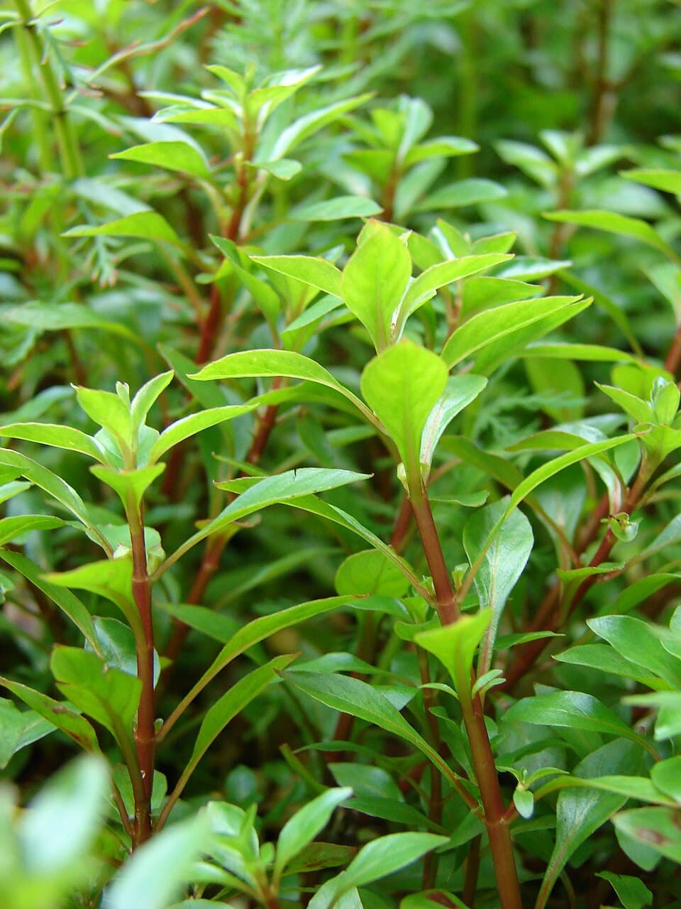 Ludwigia Super Red