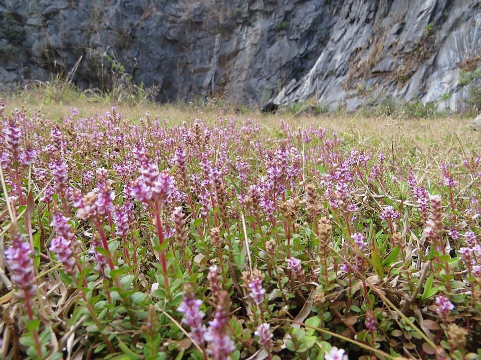 Rotala rotundifolia