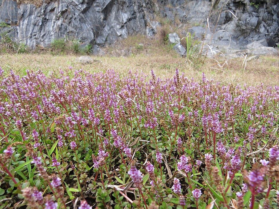 Rotala rotundifolia