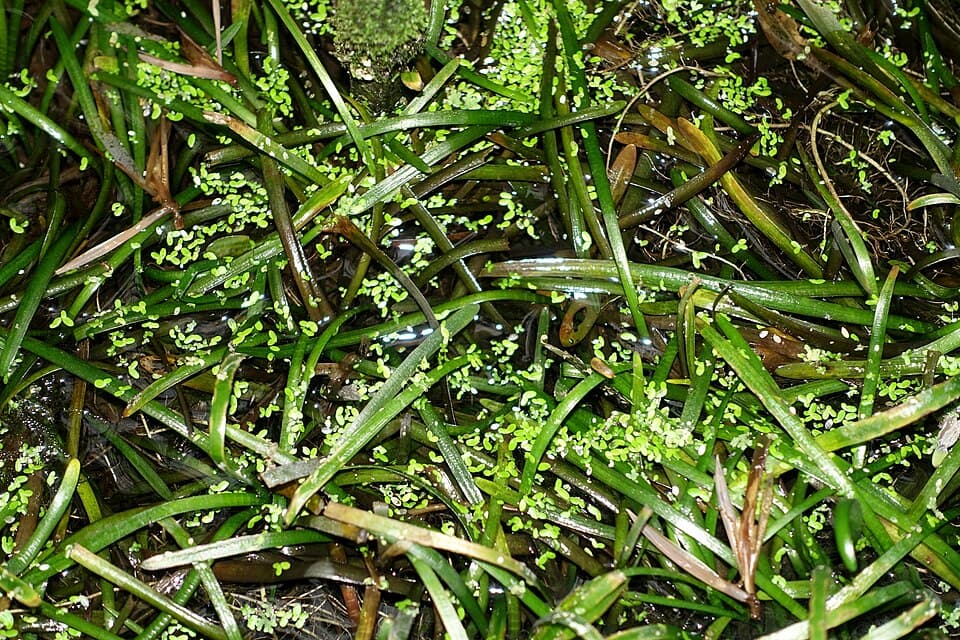 Dwarf Sagittaria