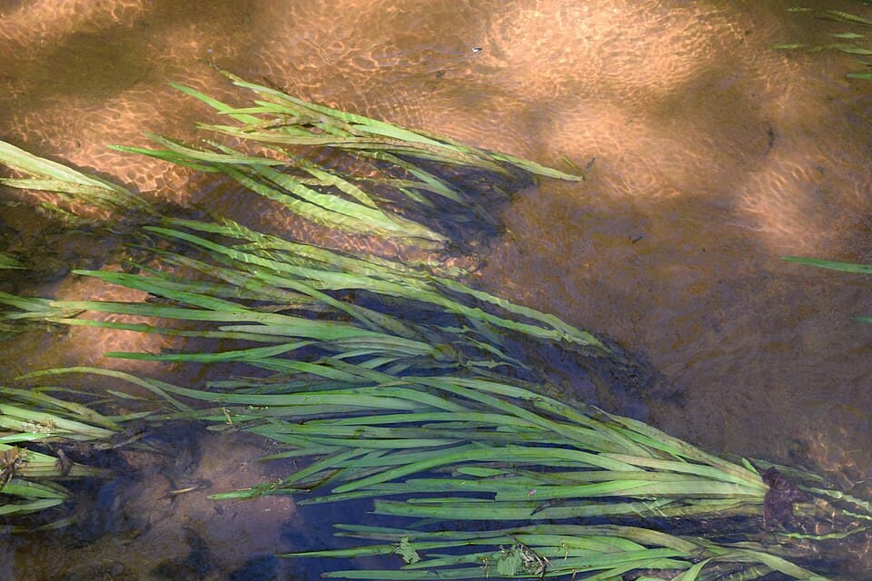 Vallisneria